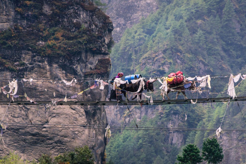 The-Himalayas-Getting-There-Yaks