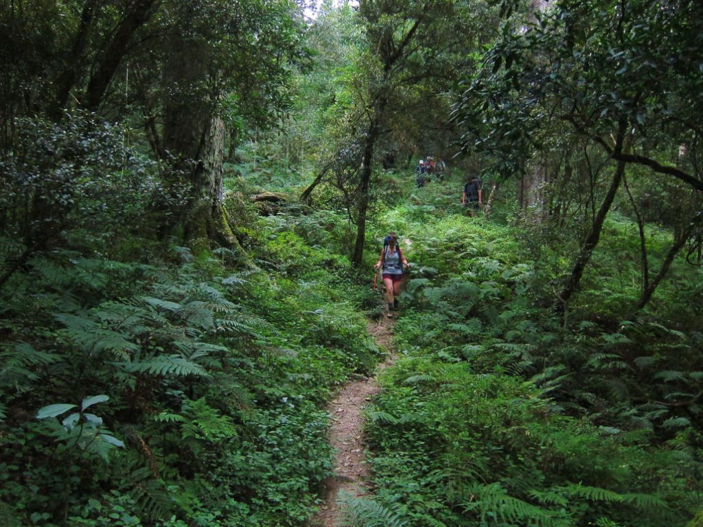 amatola-day2-forest-hiker-path