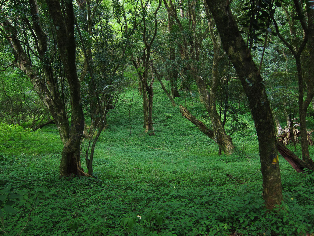 amatola-day2-sea-of-green