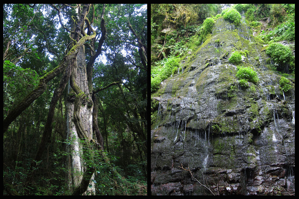 amatola-day3-forest-waterfall
