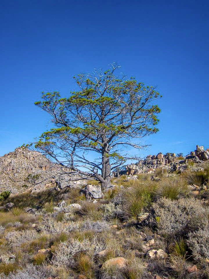 cederberg-intro-cedar