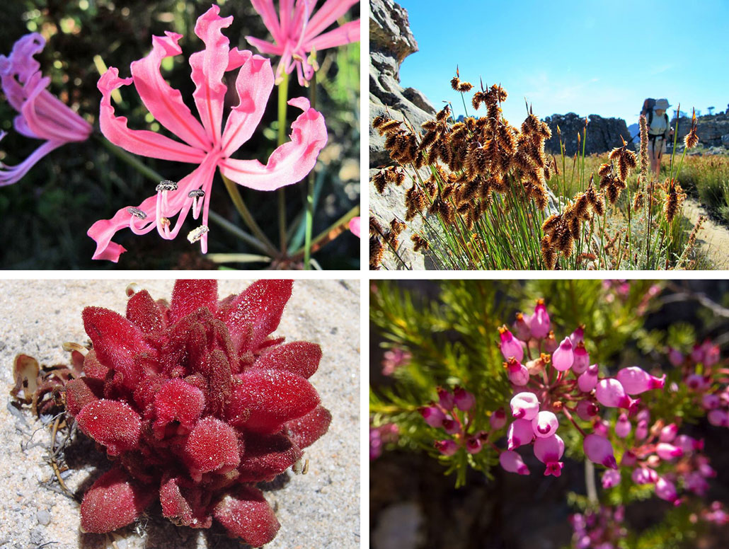 cederberg-intro-flower-compilation