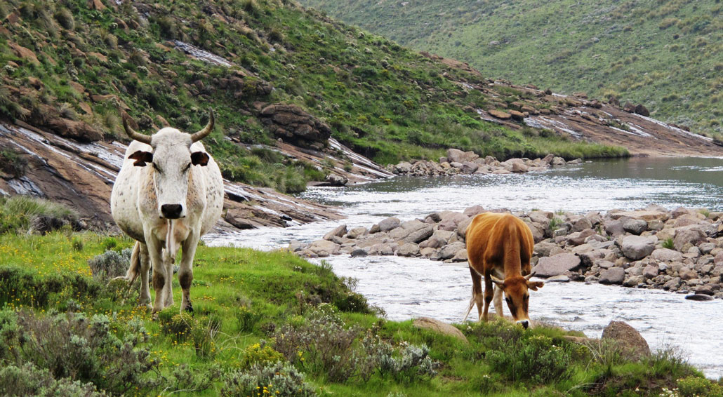 drakensberg-grand-traverse-koakoatosan-cows
