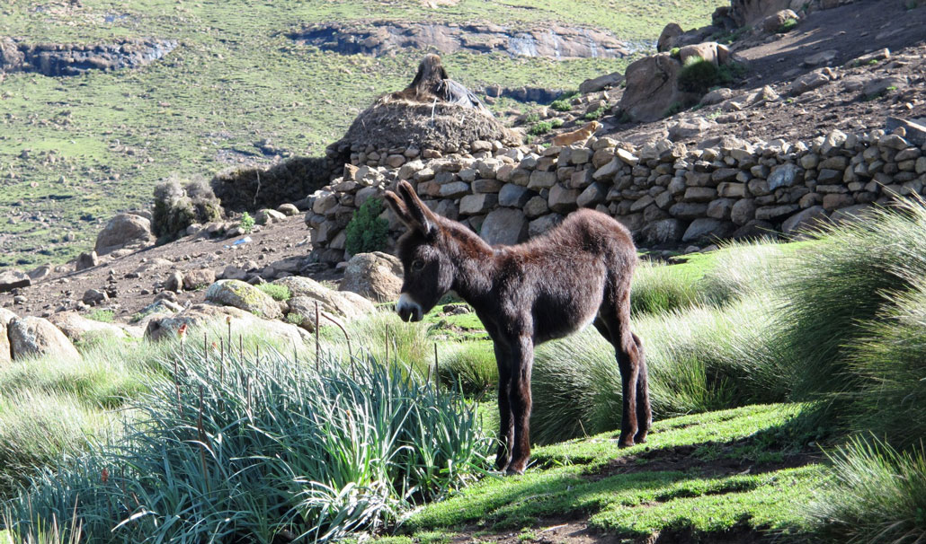 drakensberg-grand-traverse-kraal-hut-donkey