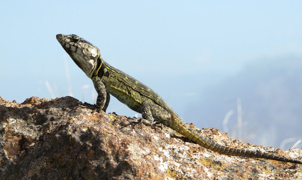 drakensberg-grand-traverse-lizard