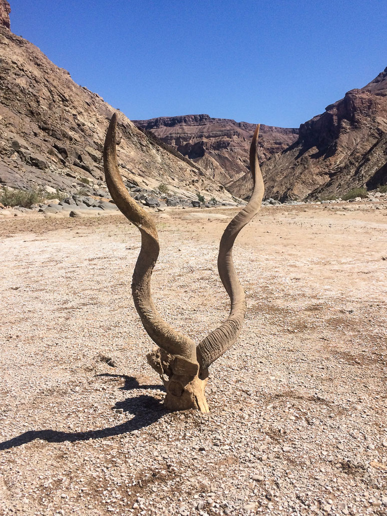 fish-river-canyon-skull-horns