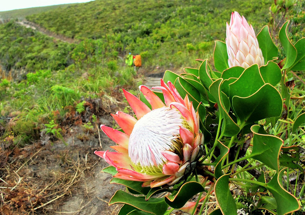 otter-trail-king-protea