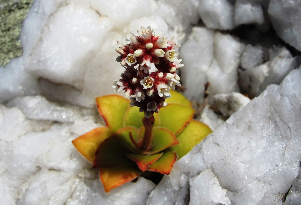 otter-trail-rockflower