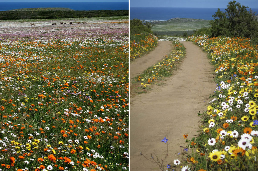 steenbok-flower-trail-flowery-field-jeep-track2