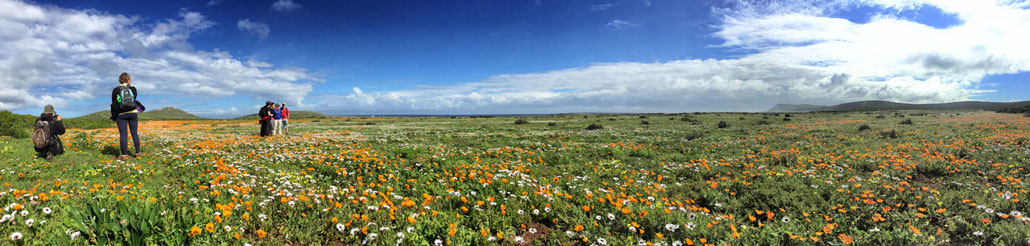 steenbok-flower-trail-panorama