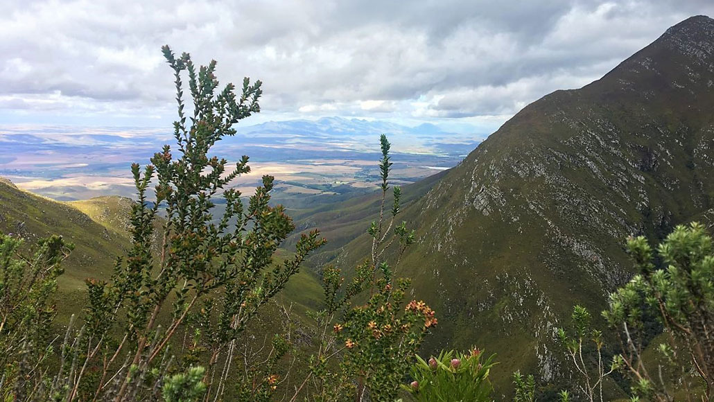 swellendam-trail-fynbos-paradise