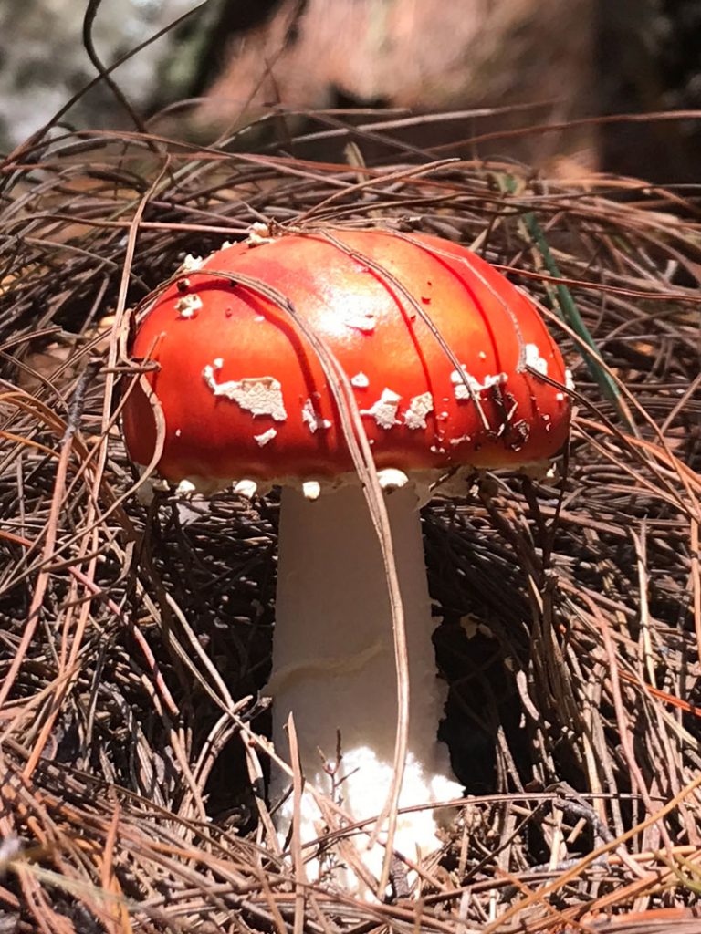 uitsoek-trail-fungi