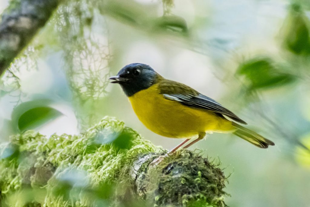 uitsoek-trail-white-starred-robin