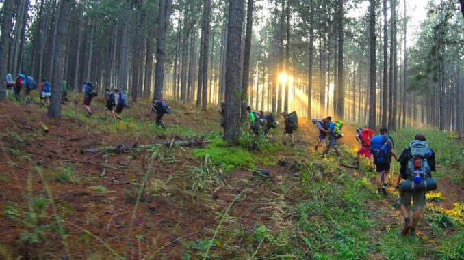 fanie-botha-sunrays-through-trees-kondensmelk-productions fanie-botha-sunrays-through-trees-kondensmelk-productions