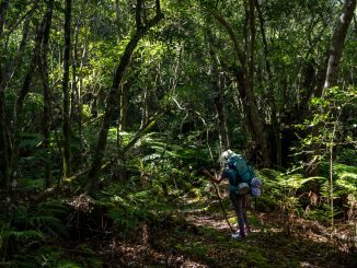 outeniqua-trail-hiker-admiring-forest