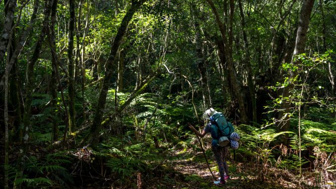 outeniqua-trail-hiker-admiring-forest