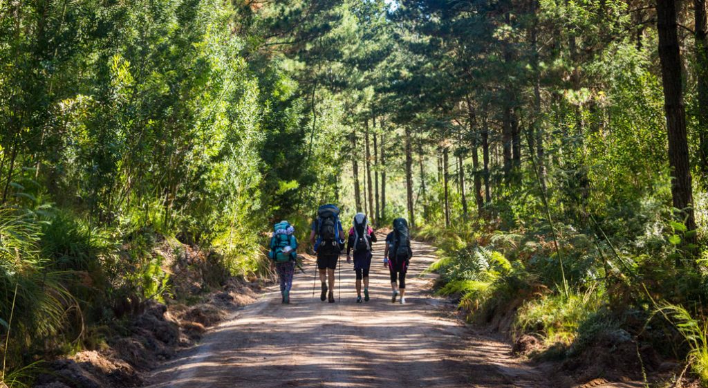 outeniqua-trail-hikers-road-trees