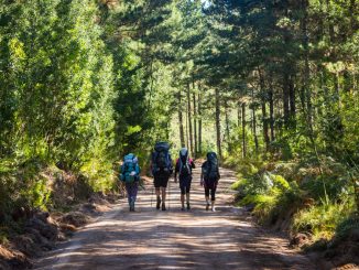 outeniqua-trail-hikers-road-trees