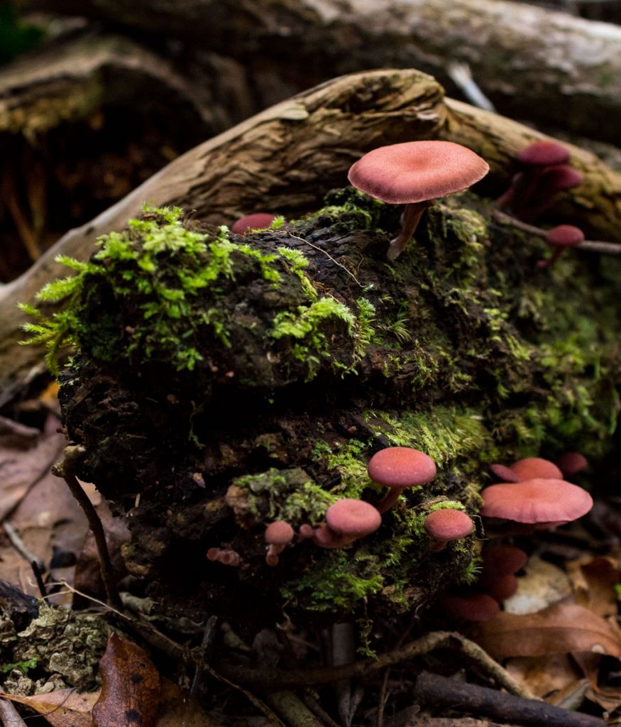 outeniqua-trail-mushrooms-bark-leaves