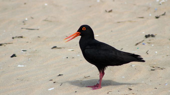 oystercatcher-trail-1