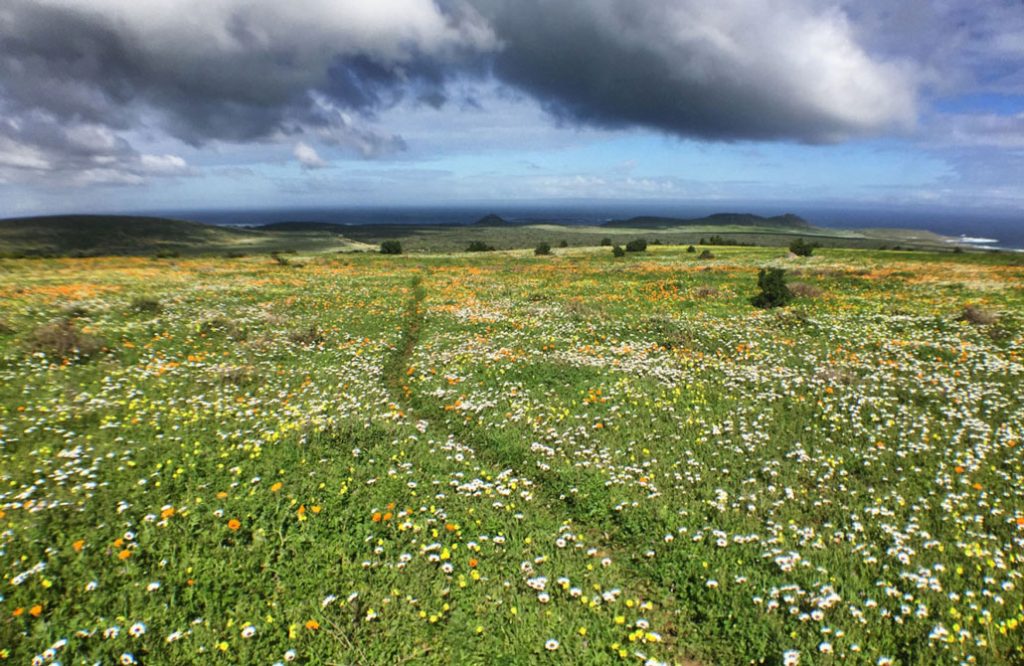 steenbok-flower-trail-flowery-field