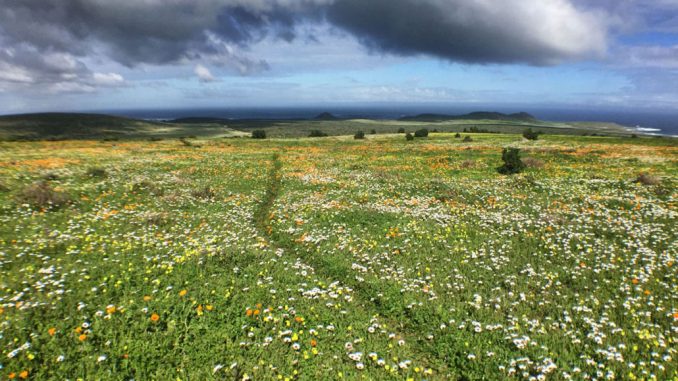 steenbok-flower-trail-flowery-field
