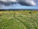 steenbok-flower-trail-flowery-field
