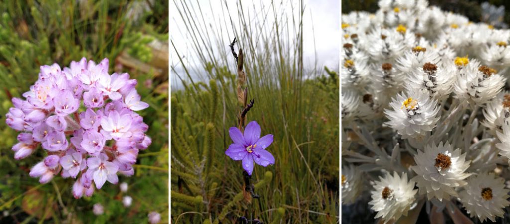 whale-trail-fynbos